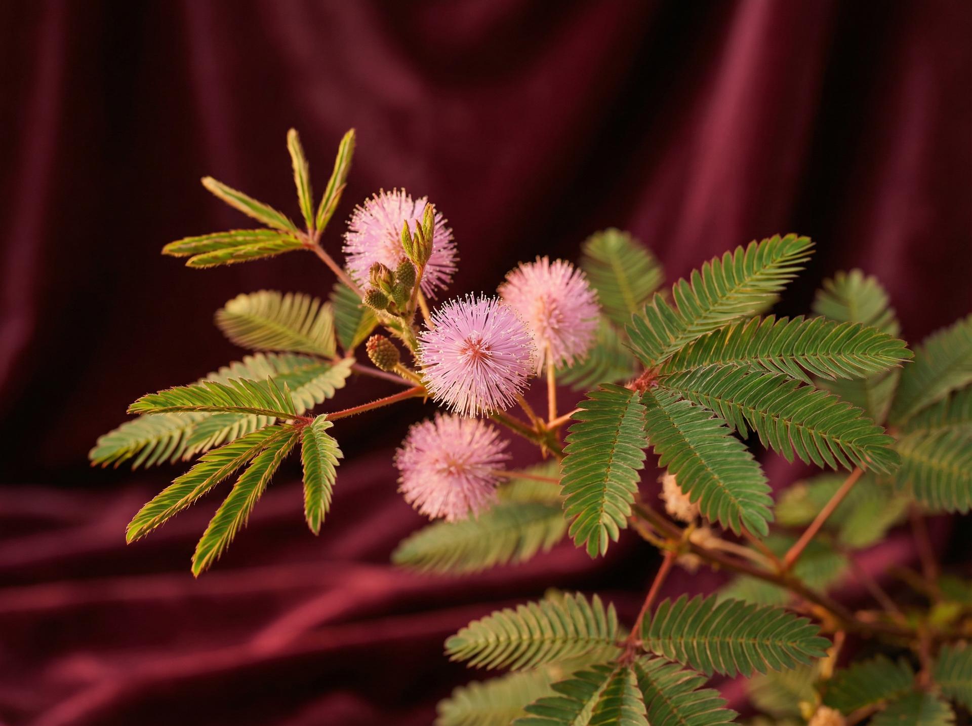 萝莉岛植物视频 - 含羞草养护视频教程